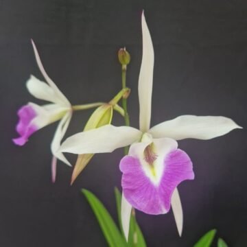 Brassavola grandiflora x Laelia anceps dawsonii (Semi-alba)