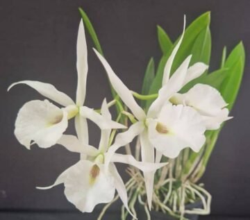 Brassavola grandiflora x Laelia anceps dawsonii (blanca)
