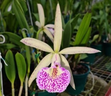 B. nodosa 'Josephine' x Blc. Sunspots