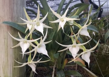 Angraecum Crestwood Three Spur x self