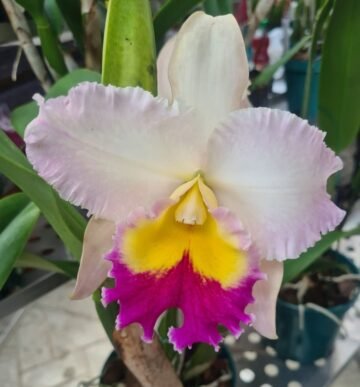 Cattleya Irene Finney x BLC Taiwan Ruby 'Taichung'