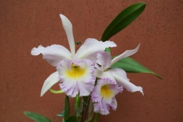 RLC Juanambu (Cattleya Irene Finney x Rhyncholaelia digbyana)