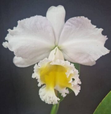 Bc Pastoral 'Innocense' x Pot. Hua Yuan Gold