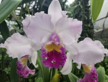 Cattleya Horace 'Maxima' x LC Jamaica Treasure