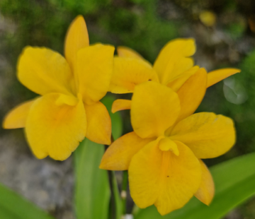 Guaritonia Why Not Yellow