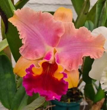 BLC Memoria Erich Barth 'Mandarina'