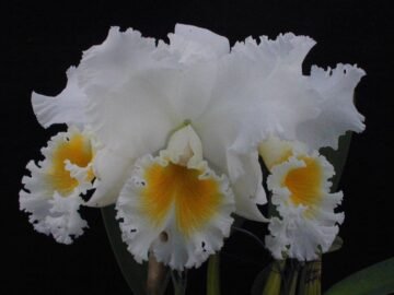Cattleya Gertrude Hausermann