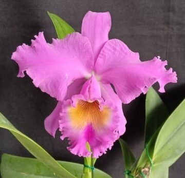 C. Gertrude Hausermann x Blc. Oconee x Fred Stewart