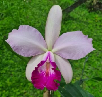 Cattleya Mainau Zauber (C lueddemanniana x violacea)