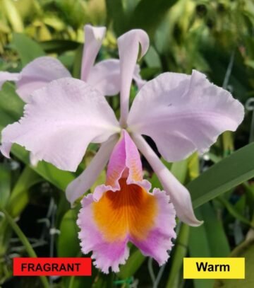 Cattleya Eva's Fabula Rosada (Zephyr) (C schroederae x C dowiana aurea)