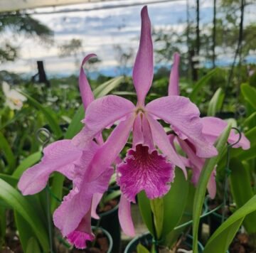 Cattleya Vestalis (Cattleya maxima x Cattleya dowiana aurea)