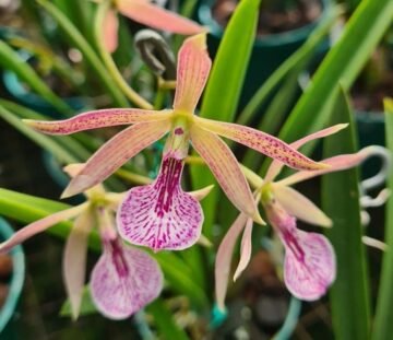 Encyvola Dawn Henry (E. phoenicia x B subulifolia)