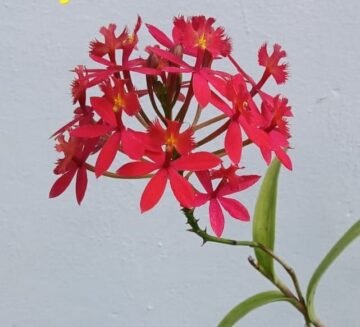 Epidendrum Hokulea