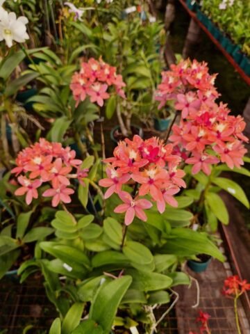 Epidendrum Salmón (reedstem)