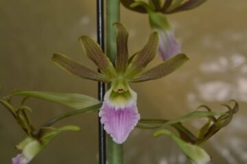Eulophia Shamara (Eulophia euglossa x guineensis)