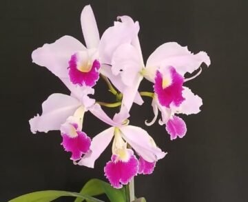 Cattleya Eva's Fabula Sin Letras (C purpurata Werkhauserii x C Jenmanii coerulea)