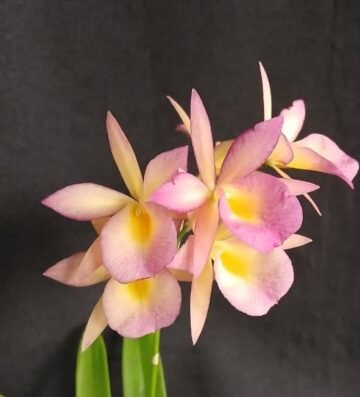 CTNA. Why Not x Bc. grandiflora