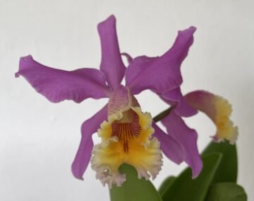 Cattleya Mrs Pitt (C harrisoniana X C dowiana aurea)