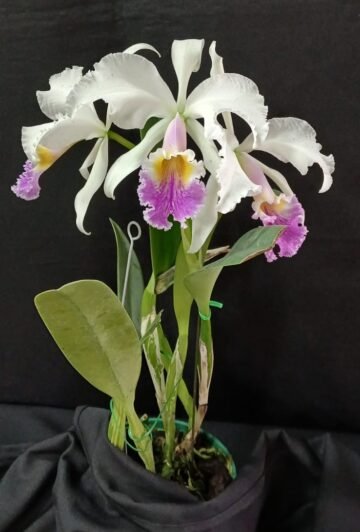 Cattleya Maggie Raphael Semialba x C mossiae semialba