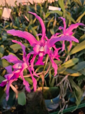 Laelia Splendid Spire (Laelia splendida x Laelia anceps v dowsonii)