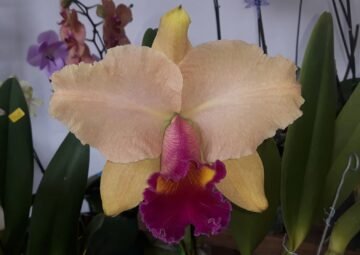 BC Benigno's Treasure x Cattleya Horace 'Maxima'