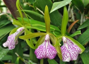 BC Binosa (C bicolor x Brassavola nodosa)