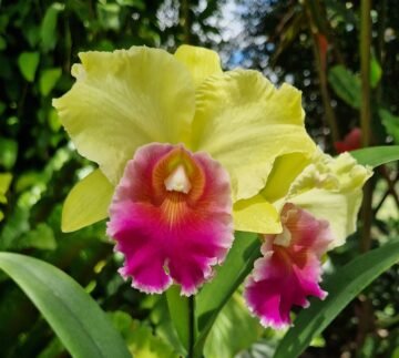 BLC (JANE HELTON X GOLDEN MAXIMA) X Memoria Erich Barth