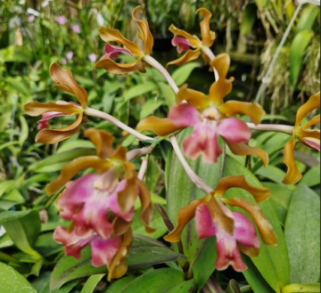 Laelia splendida x Epidendrum coronatum