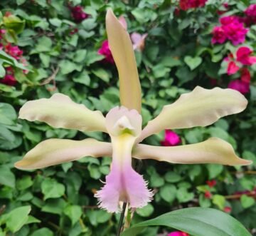 RLC Calypso (Rhyncholaelia digbyana x Cattleya bicolor)