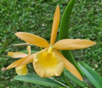 Blc Hwa Yuan Moon x B nodosa