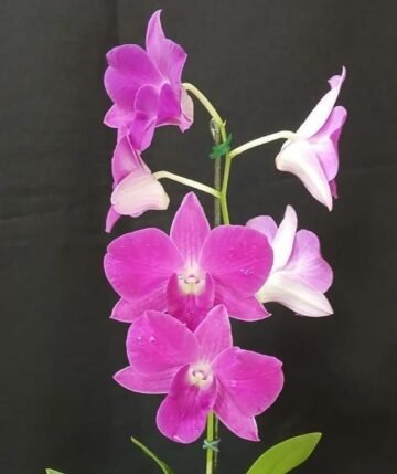 Dendrobium Hawaii Stripe x Den Visa Peach