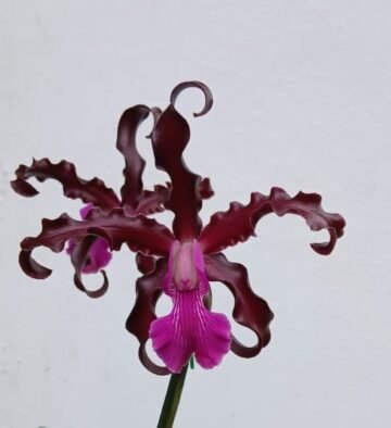 Laelia splendida Cauca x Cattleya schilleriana