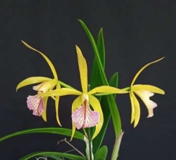 BC Ginebra's Joy (Brassavola  nodosa x Cattleya  porphyroglossa)