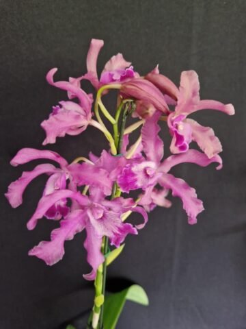 Laelianthe (G bowringiana coerulea x Laelia rosea coerulea)