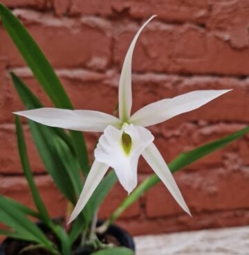 Brassavola grandiflora x Laelia anceps dawsonii