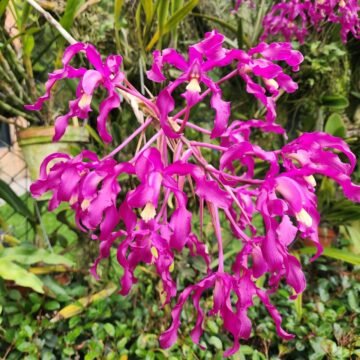 Laelia splendida Cauca x Laelia superbiens