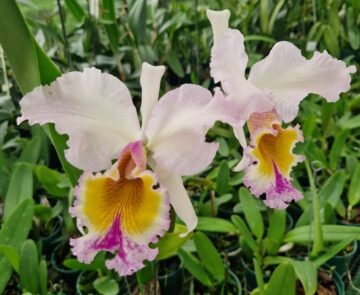 Cattleya Lord Rotschild (C gaskelliana Alba x C dowiana aurea)