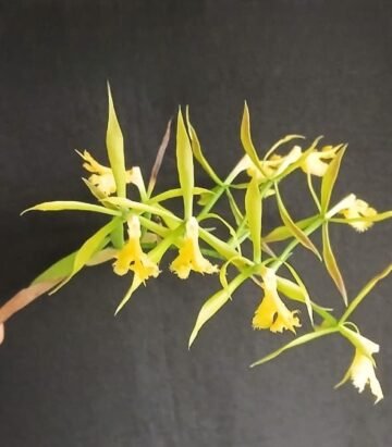 Epidendrum (pseudopidendrum x ciliare)