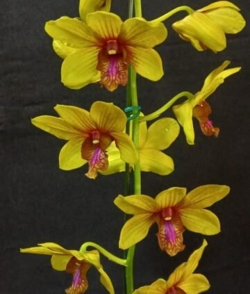 Dendrobium Palolo Sunshine x Den Paskel Kunning