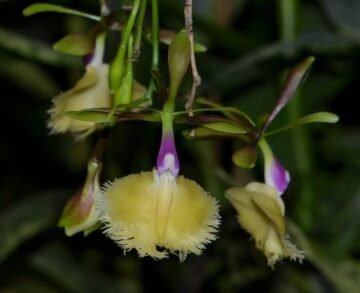 Epidendrum Plastic Doll (E pseudoepidendrum x E ilense)