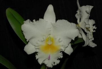 RC Pastoral 'Innocense' FCC/AOS