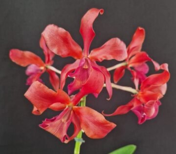 Rlc Orange Digger x Schom. splendida Cauca