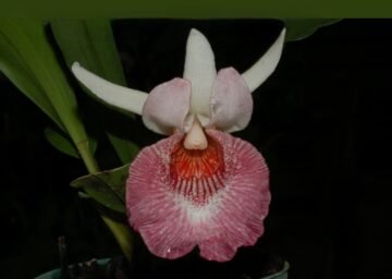 Chodranthes Andrea Niessen (Warczewizcella amazonica x Euryblema andreae)