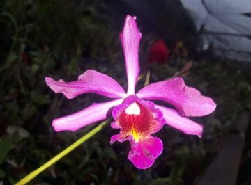 Laelia purpurata x Myrmecophila bryziana