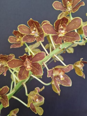 Grammatophyllum elegans