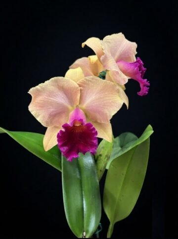 BLC Memoria Erich Barth 'Atardecer'