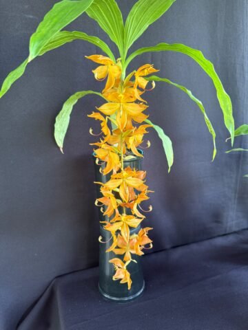 Cycnoches William Clarke