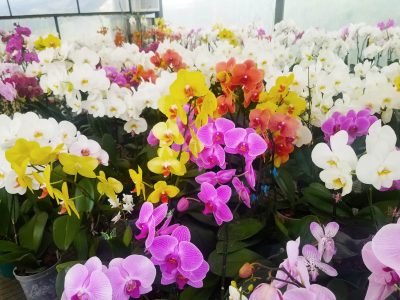 phalaenopsis_cultivo_orquideas_colombia_orquivalle